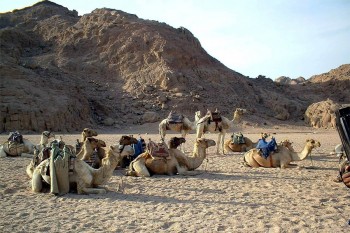 Sinai deserto Shram