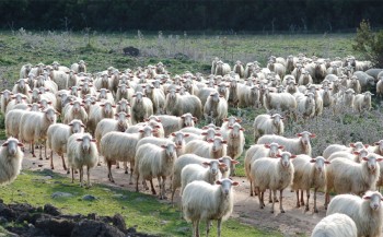 Sardegna gregge di pecore