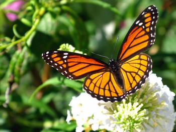 Yucatan butterfly mariposa
