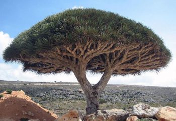 La Dracaena Cinnabari nella regione di Mumi