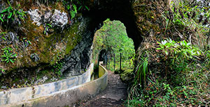 Madeira La foresta Lourisilva