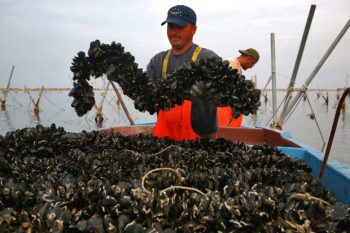 Taranto Allevamento mitili