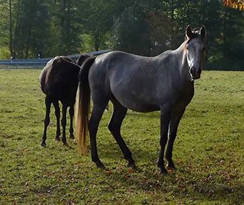 cavallo asir