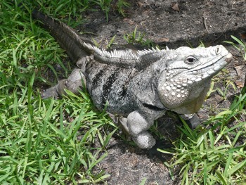 Iguana