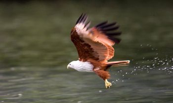 Aquila sul fiume Kilim