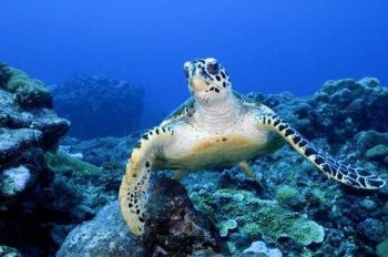 Micronesia Micronesia-Palau-tartarughe-marine