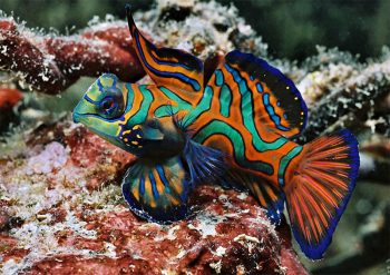 Micronesia Micronesia-i-colore-della-fauna-marina