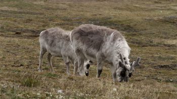 moskus renne-selvatiche-norvegia