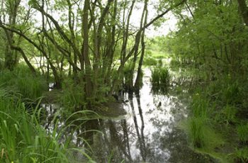 Delta del Po Foresta allagata di Punte Alberete