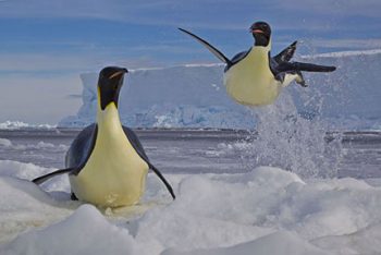 spettacolare wild-nature-pinguini