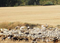 Aragona (Tudela e Tarazona). A zonzo nei “Pequeños Hoteles di Rusticae” 13 Aragòn, gregge