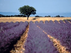 I colori della Provenza