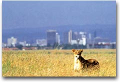 Nairobi National Park