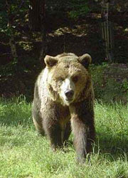 orso Un orso bruno in cerca di cibo (Foto: Proloco Spormaggiore)