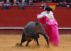 Toros, comincia la “temporada” 10 Toros, comincia la “temporada”