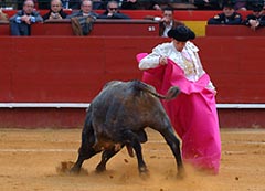 Toros, comincia la “temporada”