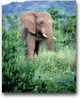 Incontri ravvicinati (Foto:Nico Tondini)