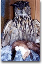 Un gufo reale al Museo Regionale della Fauna Alpina