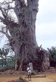 roças Bimbi sotto un baobab