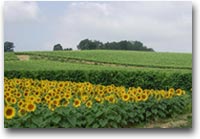 Armagnac La campagna nel Gers