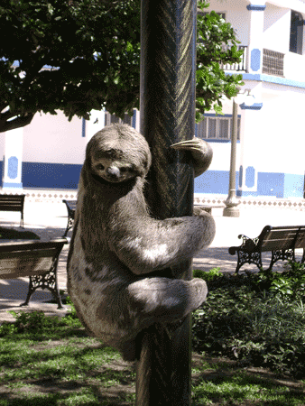 Un bradipo si arrampica su un palo della luce dei giardini cittadini