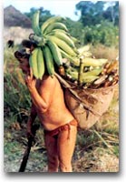 Yanumani Ritorno al villaggio con un cesto di banane