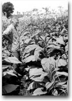 Tonga In una piantagione di tabacco, Tonga 1969