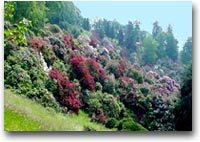La conca dei rododendri nel parco della Burcina