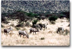 Branco di Oryx, Samburu Natonal Reserve