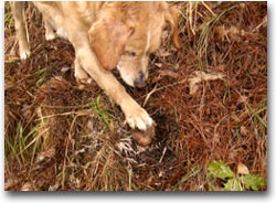 L'addestramento: nascondere il tartufo