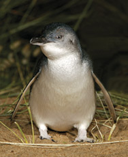 Un esemplare di piccolo pinguino