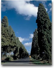 Il Viale dei Cipressi (Foto:APT Costa degli Etruschi)