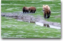 Un orso in cerca di cibo nel terreno fangoso