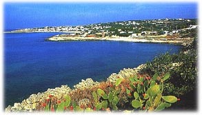 mare