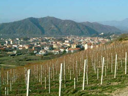 Le colline del vino