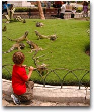 Le iguane a Parque Bolívar (Foto:visitaguayaquil)