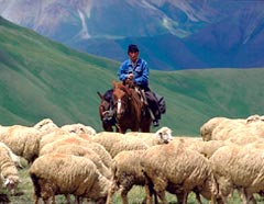Pastore sulle montagne kirghize