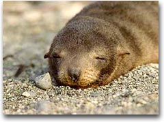 Foca sulla spiaggia Morro Quemado