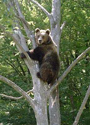 orso Un orso nei boschi del Trentino (Foto: Proloco Spormaggiore)