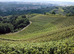 Picolit I vitigni di Savorgnano del Torre