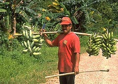 Un uomo con banane