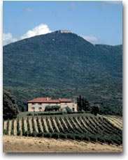 Bolgheri, tra Carducci e nobiltà 3 Tenuta Grattamacco (Foto:APT Costa degli Etruschi)