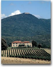 Tenuta Grattamacco (Foto:APT Costa degli Etruschi)