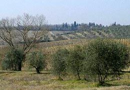 Uliveti sulle colline toscane (Foto: Regione Toscana)