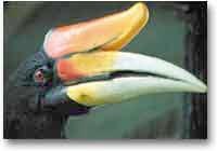 Hornbill, uccello dal becco ricurvo