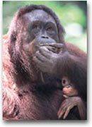 Un orang utan e il suo cucciolo
