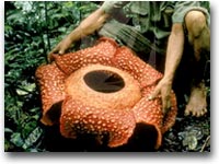 La Rafflesia, il fiore più grande del mondo