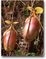 La pianta carnivora Nepenthes Villosa