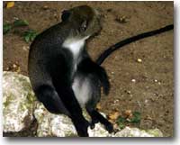 Macaco dalla coda lunga