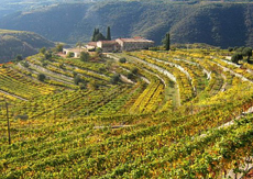 Il vino e la birra Vigneti in Valpolicella